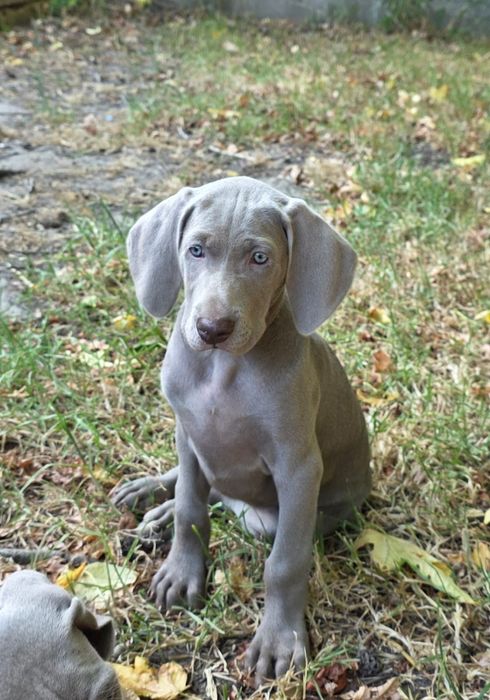 Braco Weimaraner