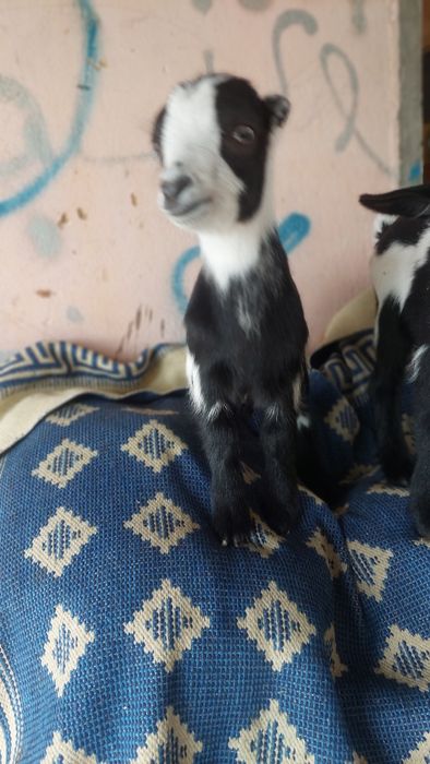 Vendo cabra mais 2 filhos lindíssimos