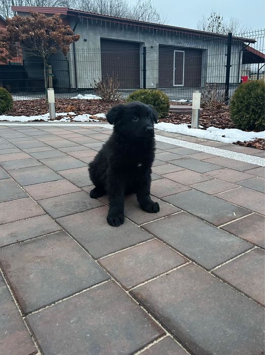 Szczeniak Owczarek Niemiecki Długowłosy