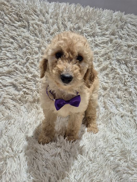 Goldendoodle f1b standard