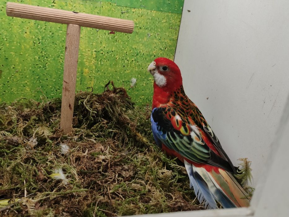 Samczyki i samiczka zmienia wolierę