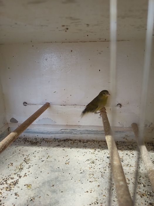 Kanarek samiec bastard