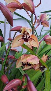Orquídeas cor especial