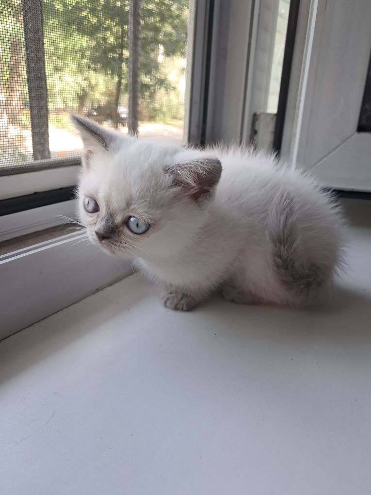 Шотландские котята.Котята.Породистые котята