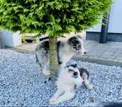 Border collie blue merle