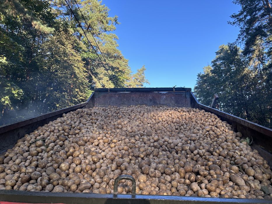 Продам картоплю картошку с доставкою під будинок 16гр від 200 кг-14 гр