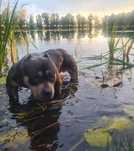 American Bully Pocket Olbrzym