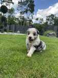Border Collie FCI ZKwP