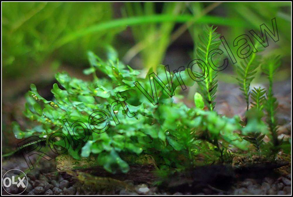 Wave moss Loxogramme sp. - mini paproć akwariowa