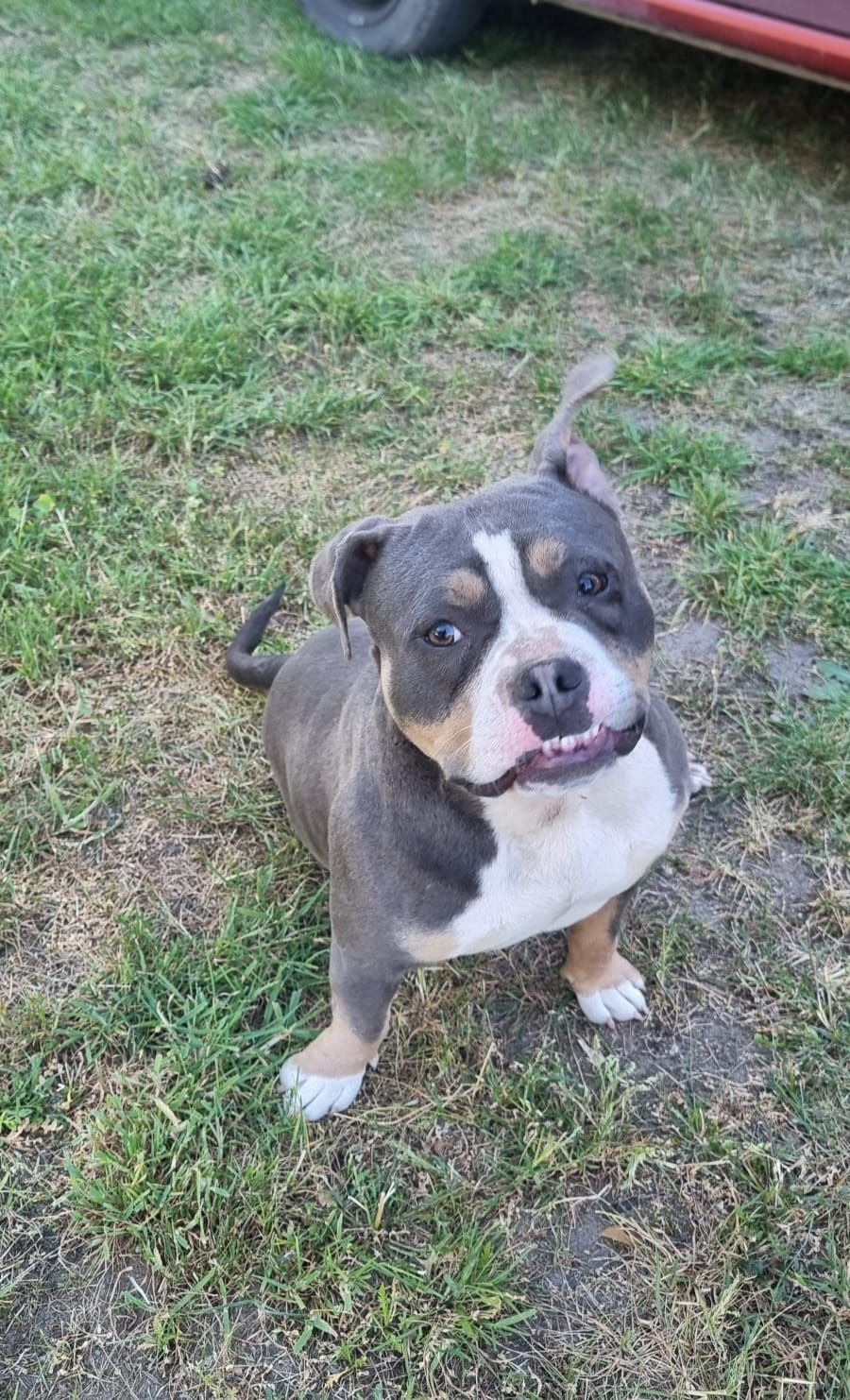 Oddam sunie American bully