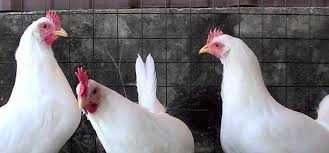 Kury Nioski Rosa Leghorn Messa.Kurki młode z jajkami prosto z FERMY...