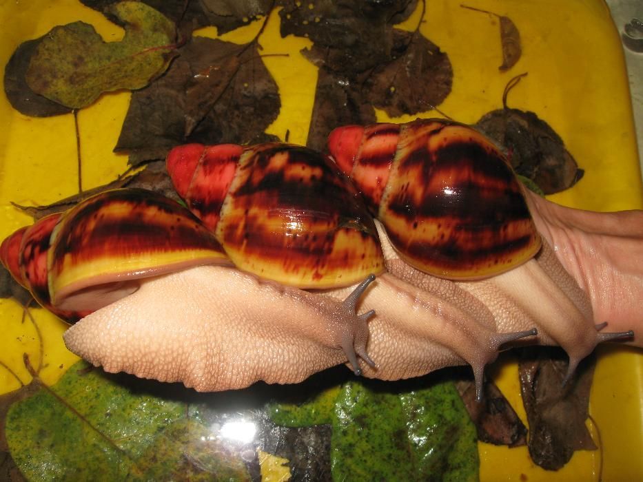 СутуАрх. Стандарт фев - сухопутная улитка