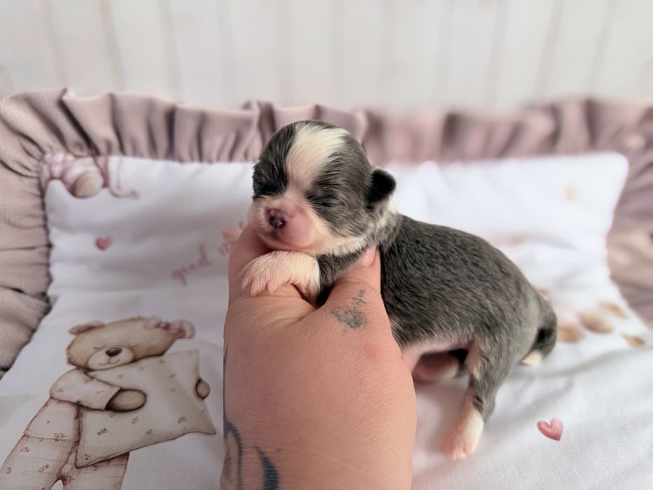 ***Długowłosa śliczna dziewczynka chihuahua o umaszczeniu niebieskim**