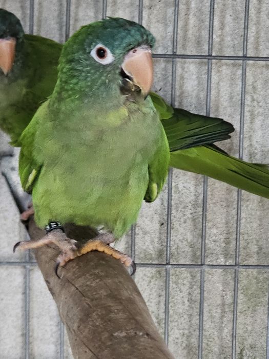 Conure de cabeça azul