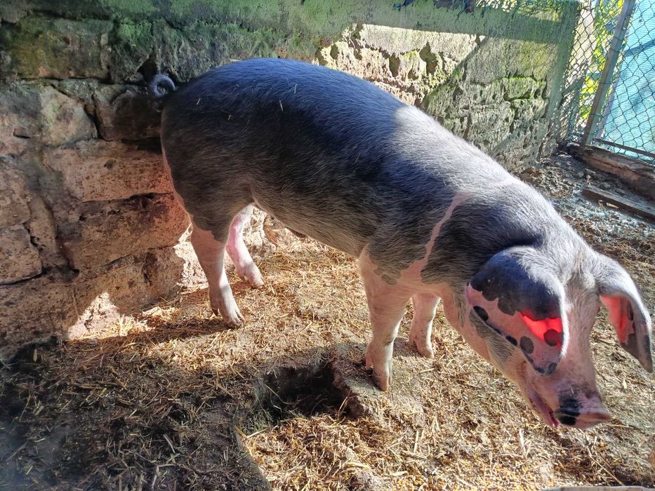 Porco avenda cachaço
