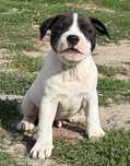 Staffordshire Bull Terrier FCI