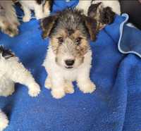 Fox terrier tricolor pelo cerdoso