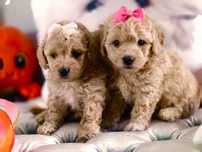 Maltipoo chłopak