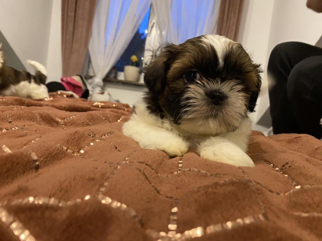 Shihtzu z rodowodem