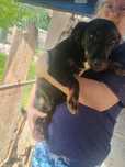 Piesek do adopcji