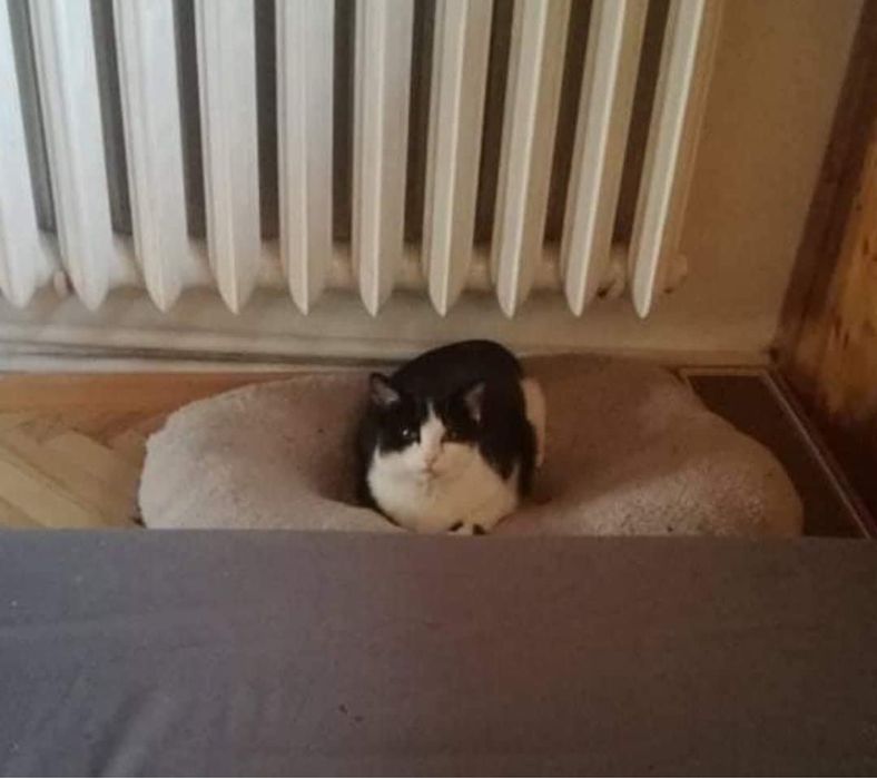 Cudowna Marylka szuka domku na zawsze