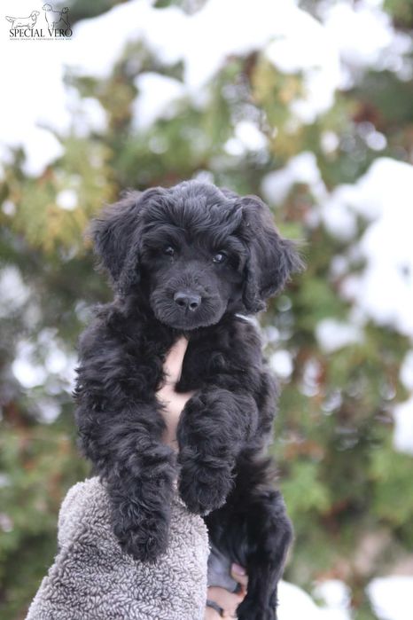 Portugalski Pies Dowodny ZKwP/FCI Szczenię