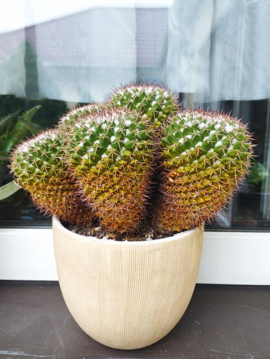 Duży kaktus w donniczce