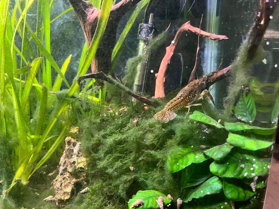 Lagostins de agua doce