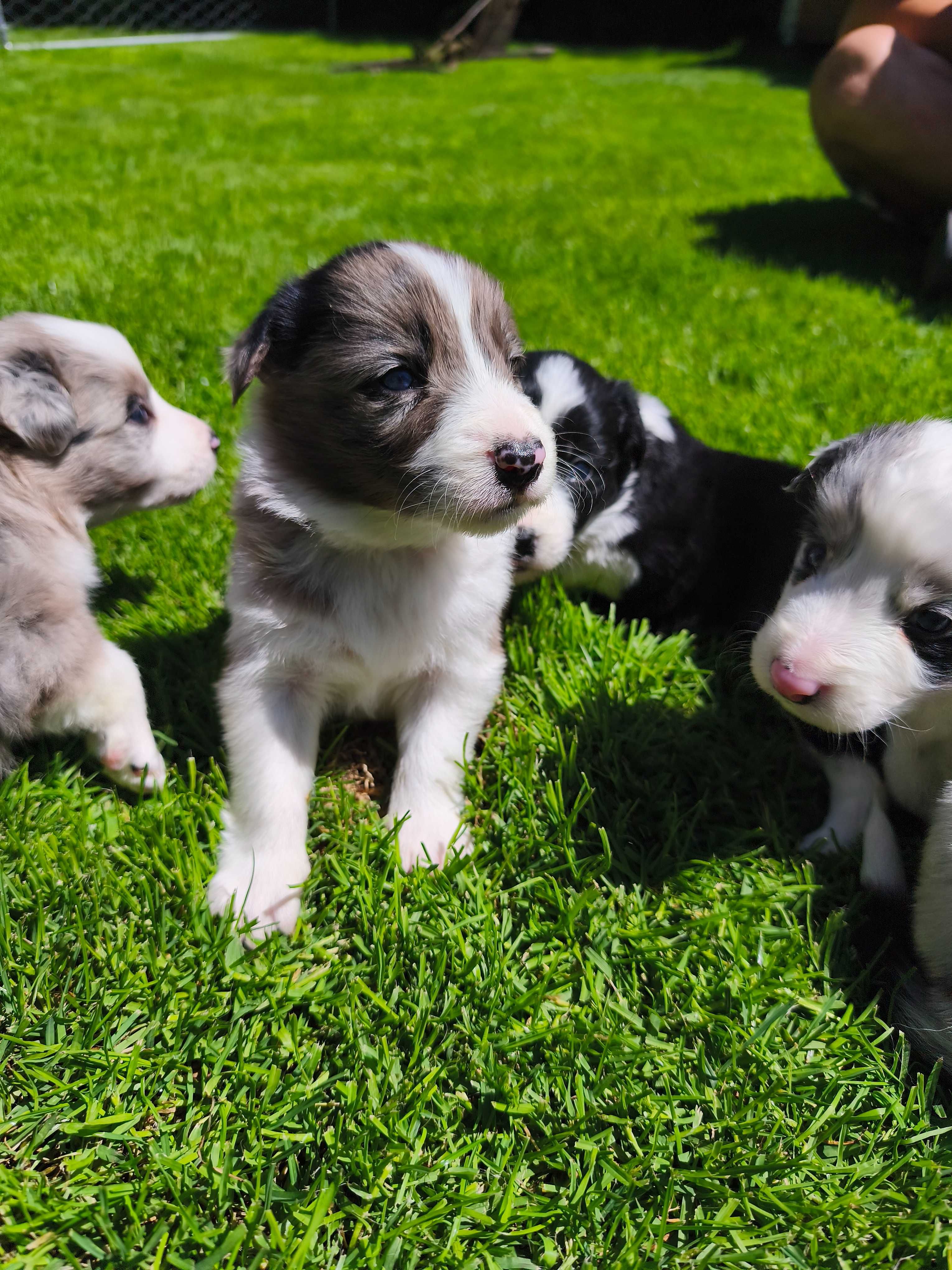 Border Collie - niesamowity chłopak Choko