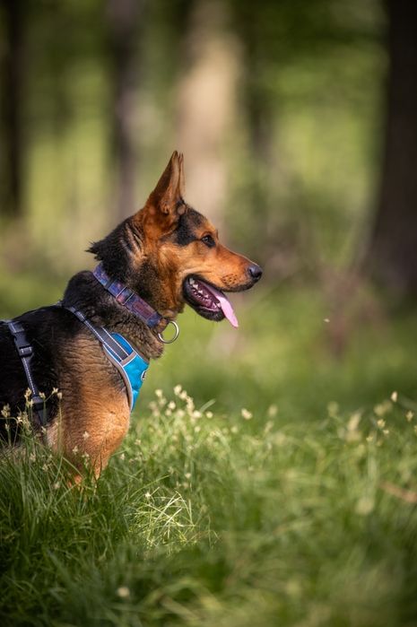 Radosny psiak w typie owczarka niemieckiego szuka swojego człowieka