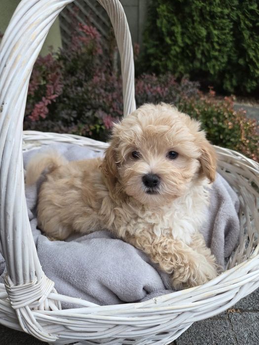 Maltipoo piesek gotowy do odbioru