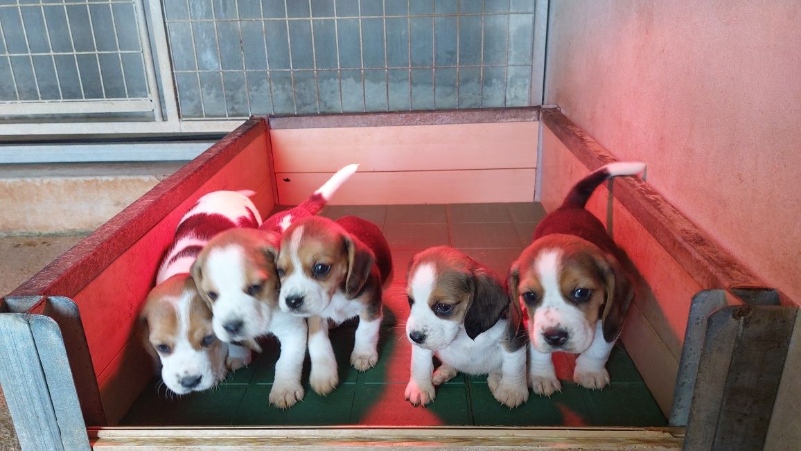Cachorra Beagle top