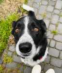 Monte - cudowny i grzeczny piesek szuka domu! Pies do adopcji