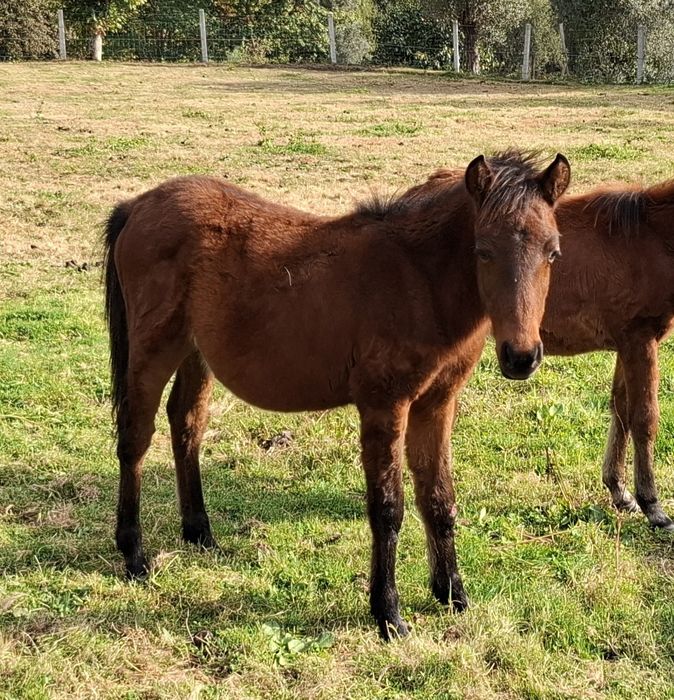 Poldro Garrano Macho deste ano