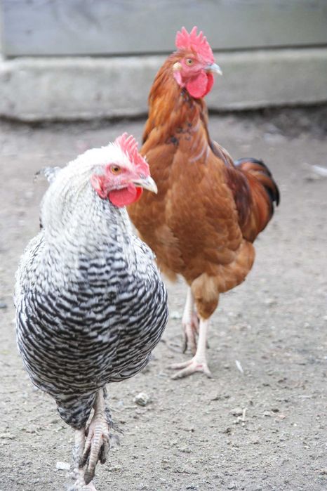 Piękne KOGUTY, kogut, młody kogut, Maków Mazowiecki