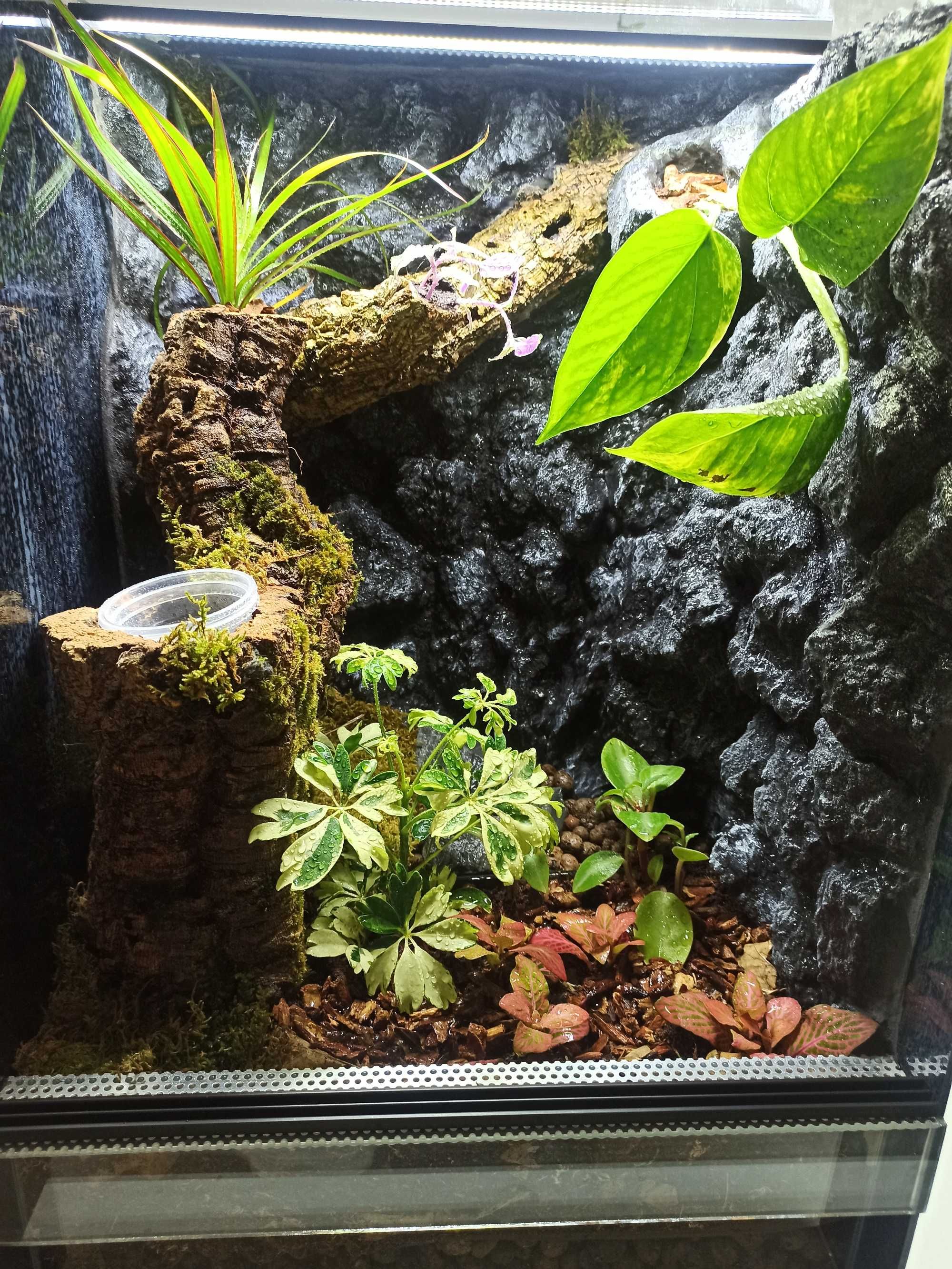 Terrarium bioaktywne dla gekona orzęsionego ( Exotic Leszno)