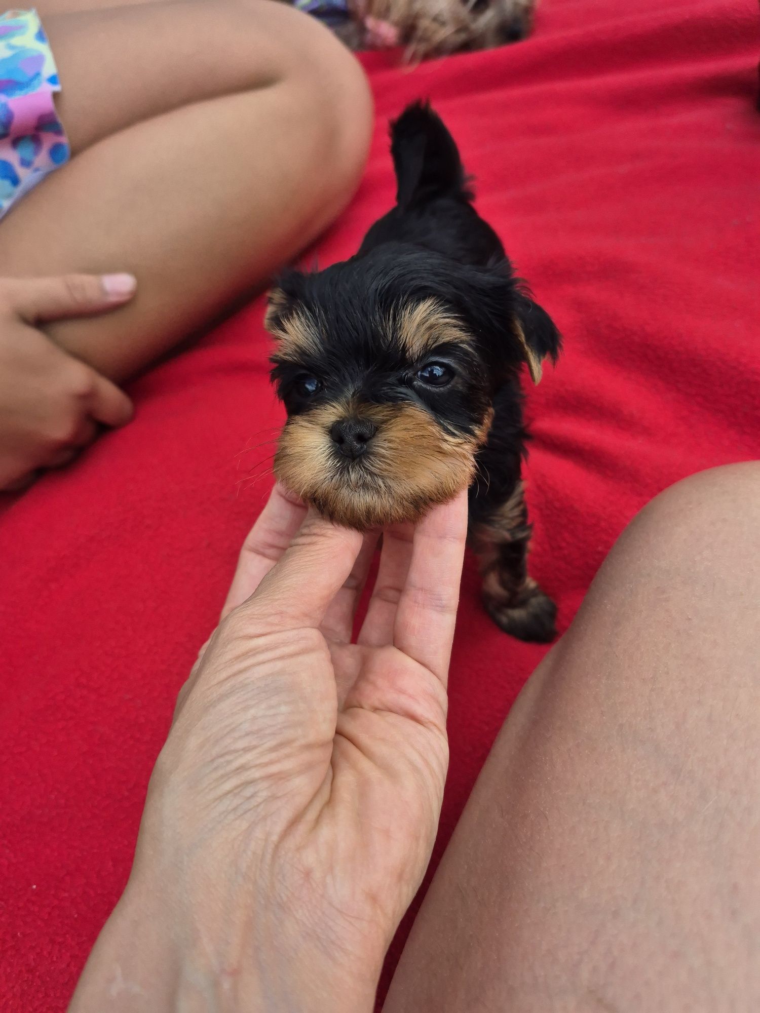 Yorkshire Terrier York ZKwP FCI rasowy po championach