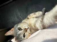 Goya - Adoptuj cudowną kotkę