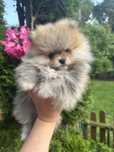 Szpic miniaturowy / pomeranian / suczka / fenomenalna
