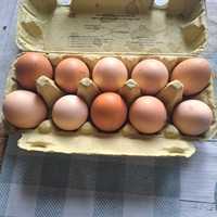 Jaja wiejskie  jajka