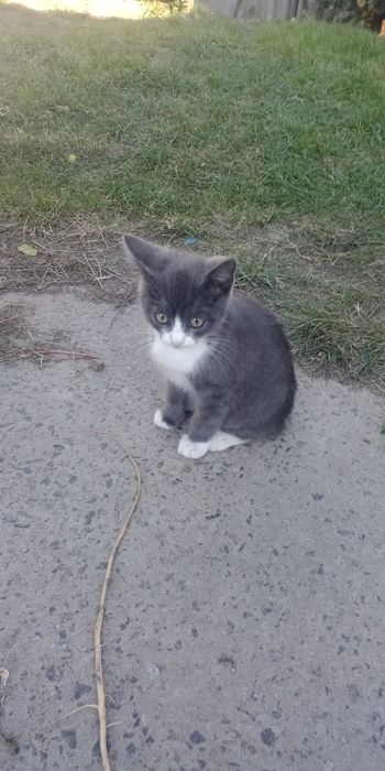 Віддам котят безкоштовно