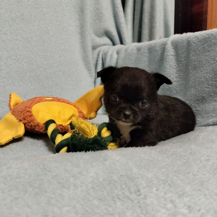 Chihuahua Szczenięta Śliczny Czarny Piesek  chłopczyk