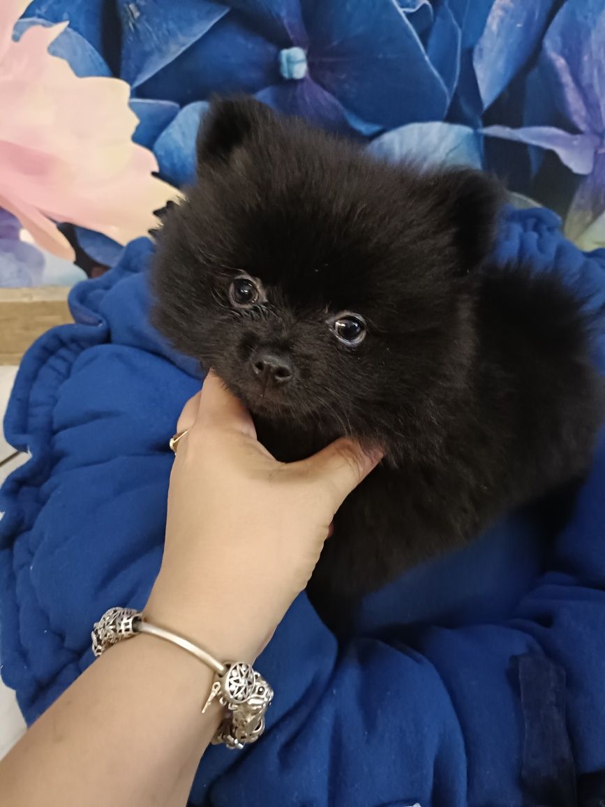 Cudny chłopiec szpic miniaturowy pomeranian Węgielek/GOTOWY DO ODBIORU