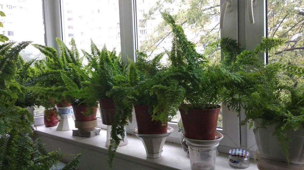 Папоротник комнатный