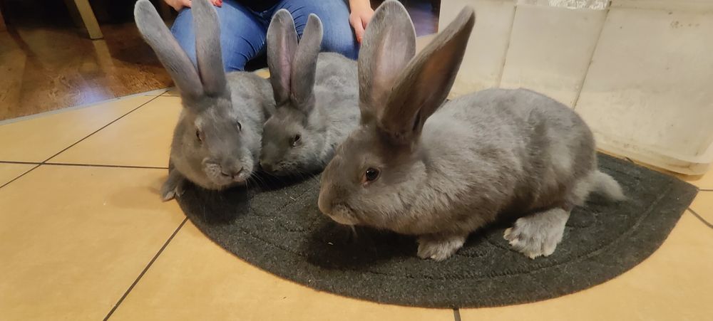 Sprzedam Olbrzym morawski niebieski