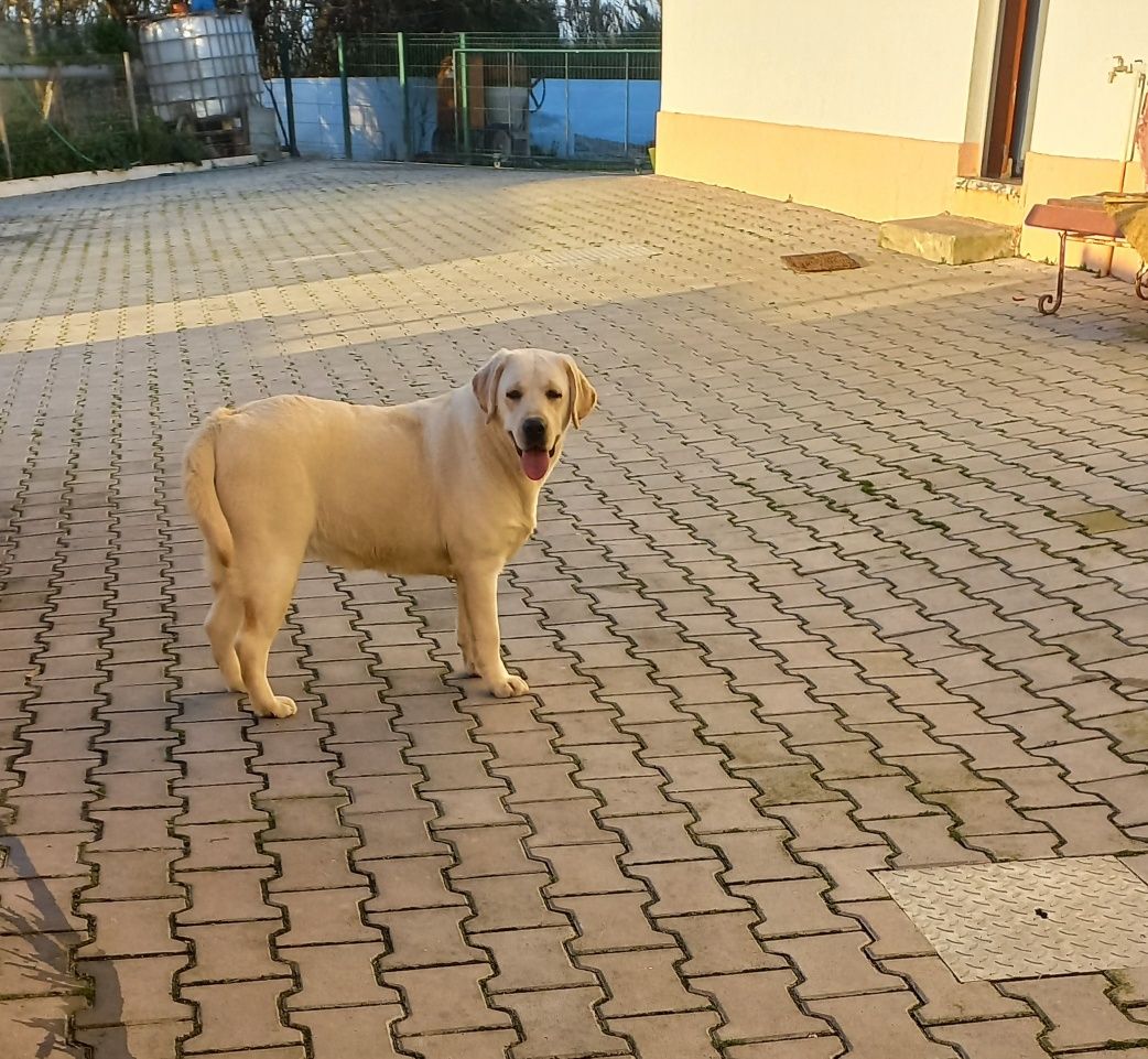 Labradora Retriever amarelo