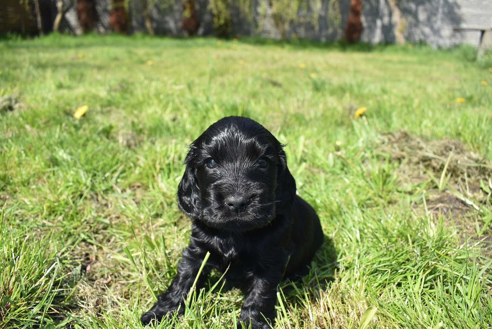 Cocker spaniel angielski