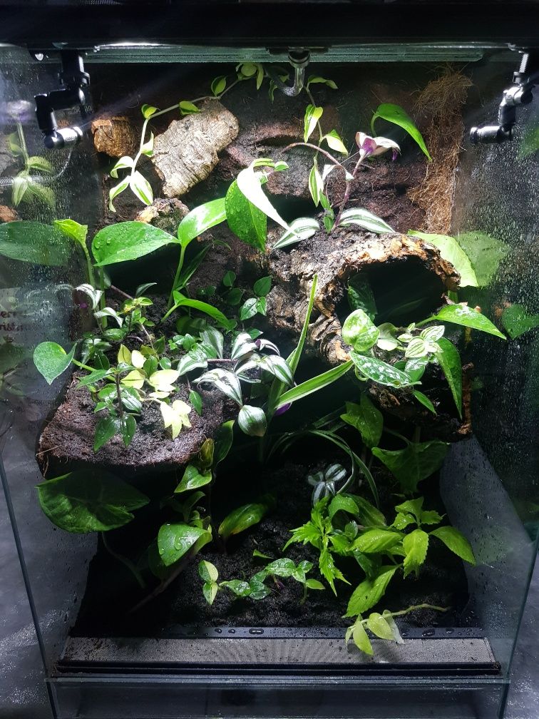 Terrarium gekon tropikalne