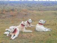 Akbash Kangal FCI Tureckie psy pasterskie