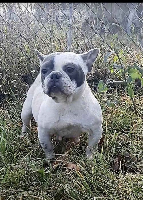 Доросла дівчинка